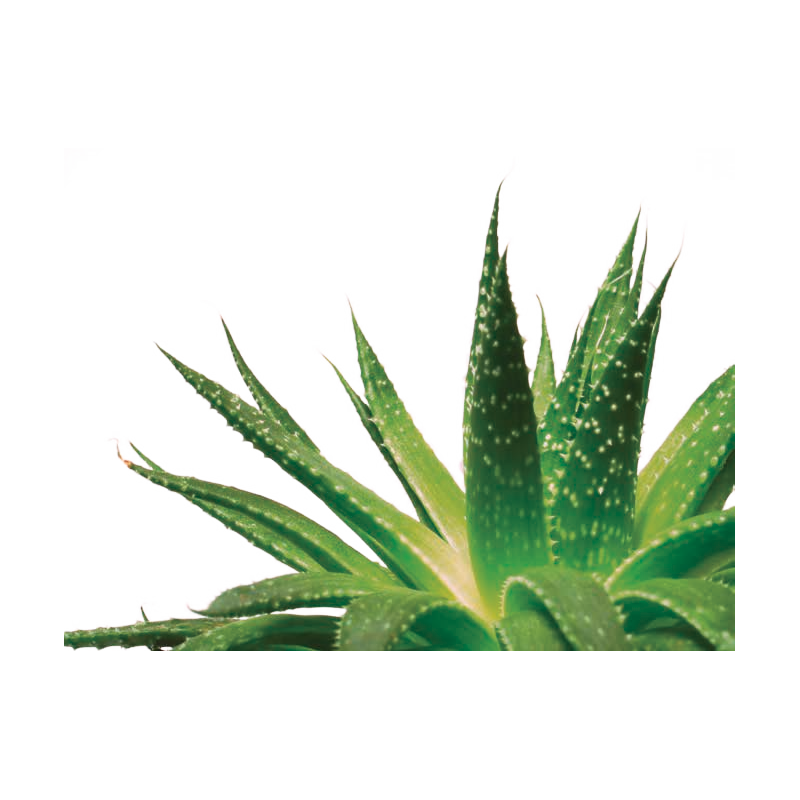 Matrac Aloe Vera | Matracovo.eu