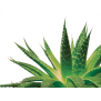 Matrac Aloe Vera | Matracovo.eu